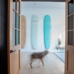 Surf boards on wall with floating shelf and plant. Blurry dog in front