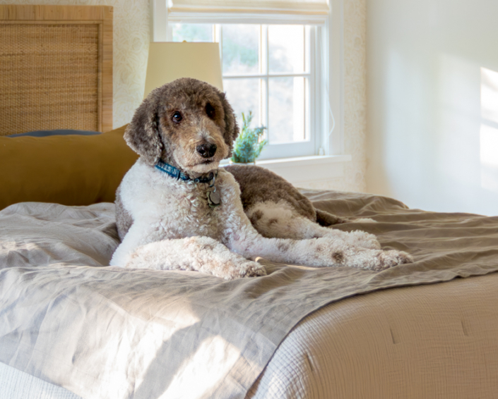 Dog on bed on utility blanket